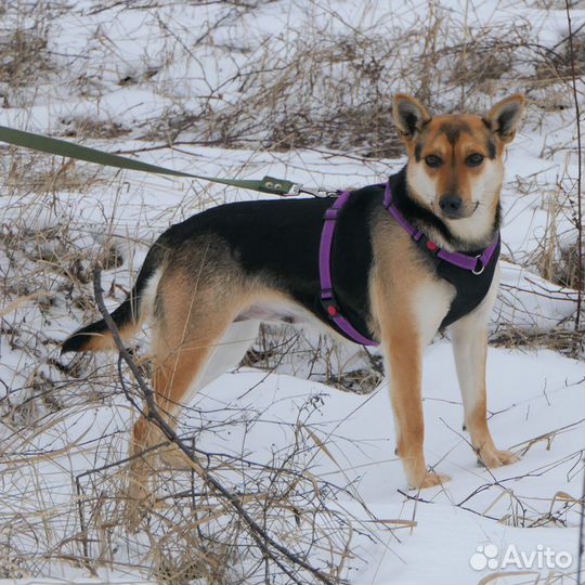 Собака маленькая в дар