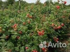 Саженцы малины