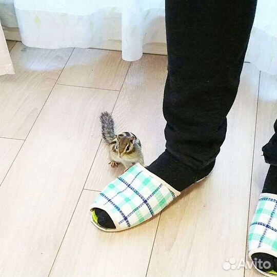 Бурундучки экзотическое животное