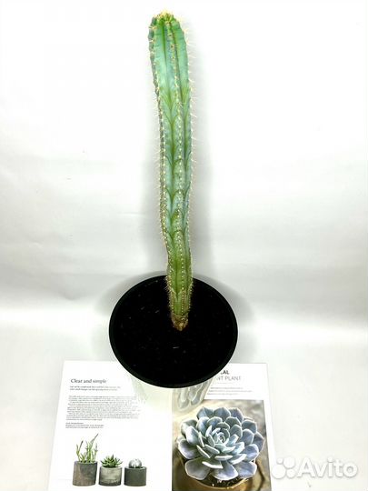 Кактус 57см