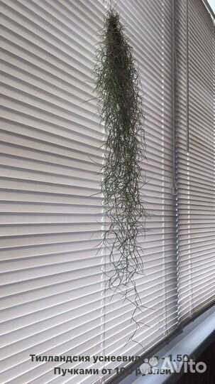 Тилландсия атмосферная