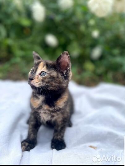 Кошка в дар