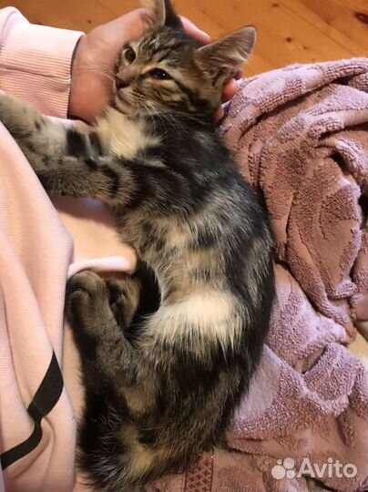 Котенок в дар