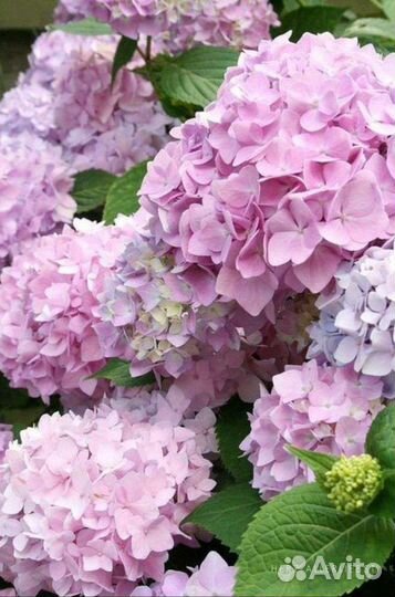Саженцы Гортензии
