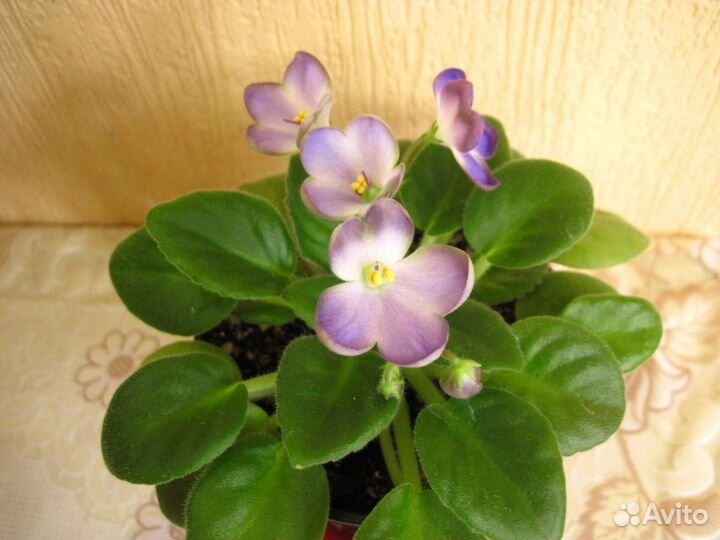 Фиалка набор деток