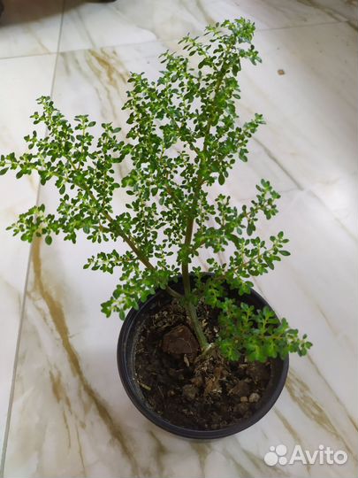 Коллизия, пелея