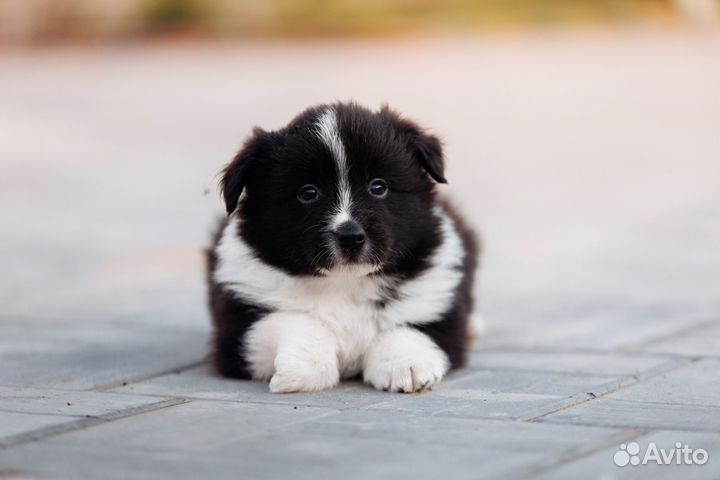 Бордер Колли