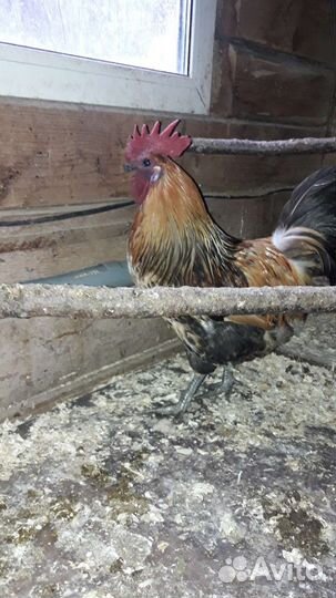 Петушек Лакендази