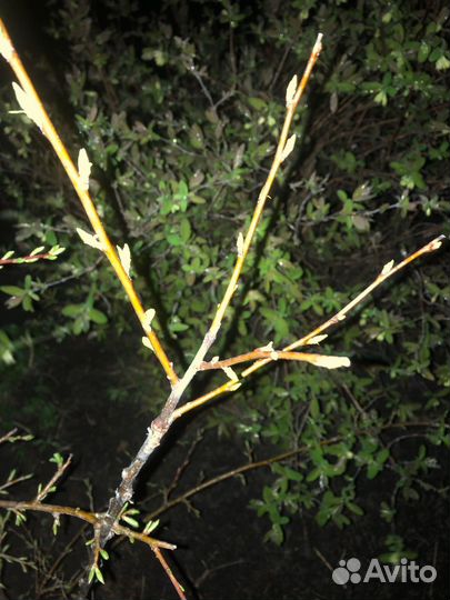 Прививка садовых растений