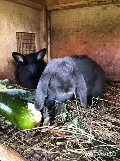 Крольчихи под покрытие
