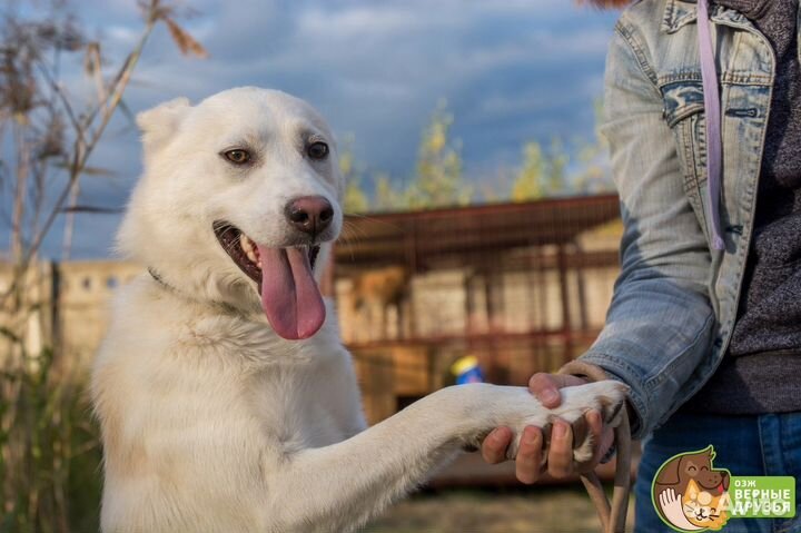 Вегасу нужен ответственный хозяин