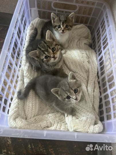 Котята
