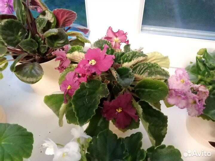 Листики фиалок, в ассортименте