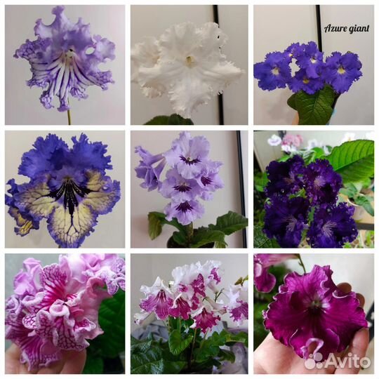 Стрептокарпусы