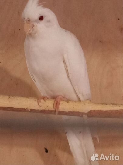 Попугаи безщëкая корелла птенцы