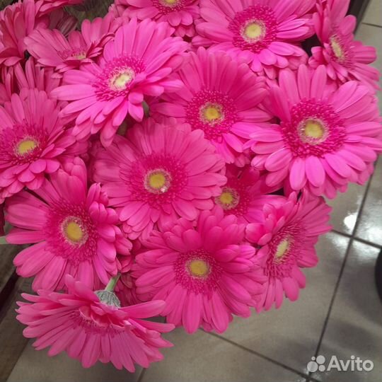 Цветы герберы