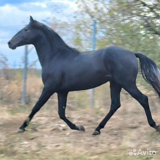 Андалузские PRE жеребята 2021 - 23 гр