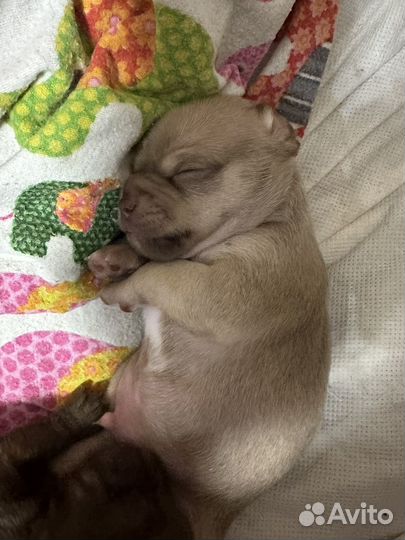 Щенки чихуахуа мини