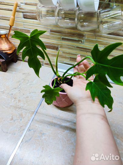 Филодендрон