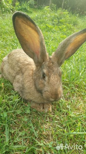 Кролики мясных пород