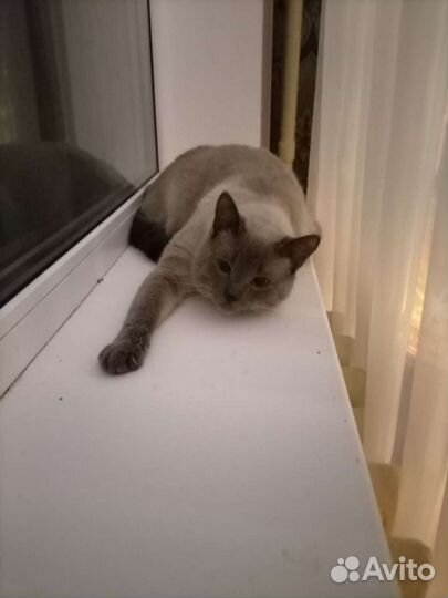 Кот для вязки