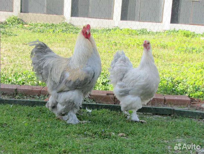 Инкубационное Яйцо