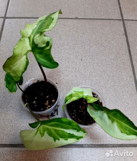 Сингониумы сортовые. Комнатные цветы