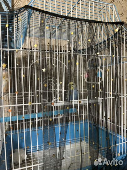 Птенец (самец) волнистого попугая с приданным