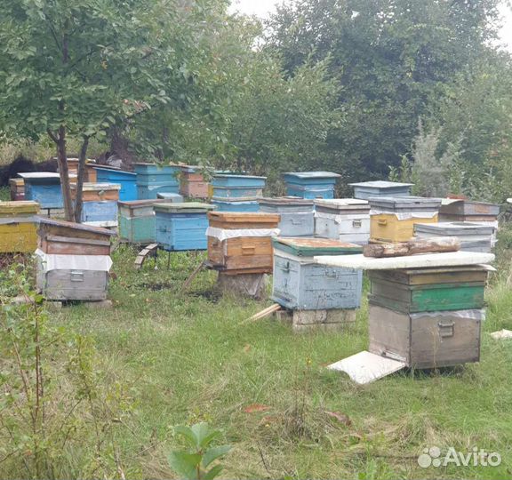 Пчелы, пакеты, в любой комплектации