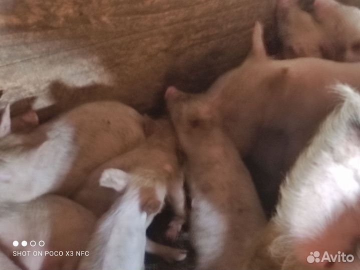 Молочные поросята Пензенская область