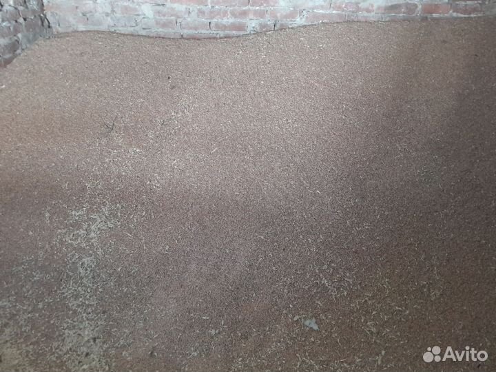 Зерно пшеница