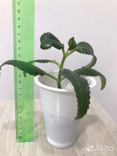 Лекарственные растения