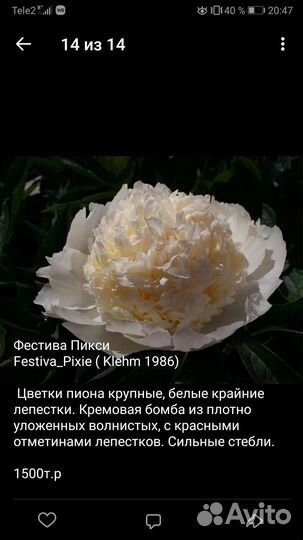 Пионы корни