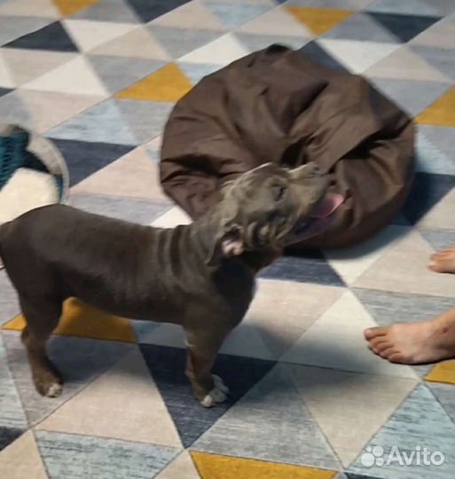 Американский булли покет щенки