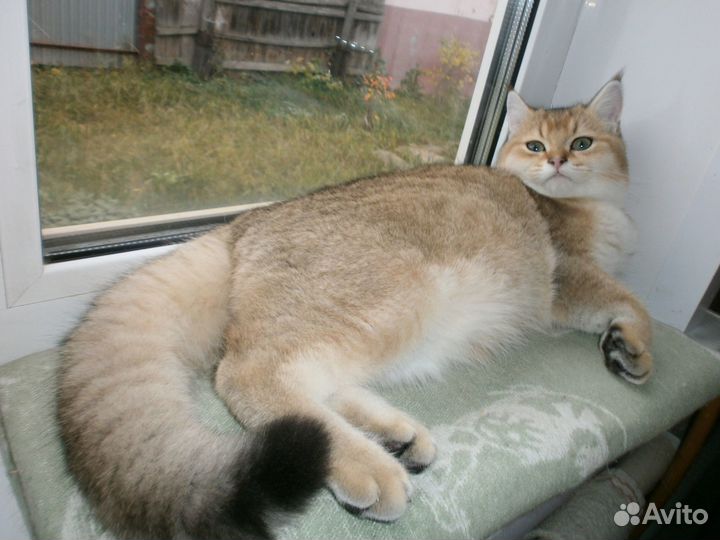 Котик на вязку