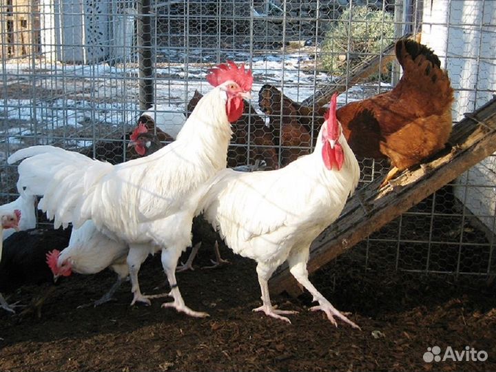 Куры несушки породы Леггорн