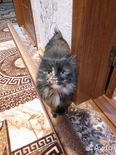 Кошечка в добрые руки