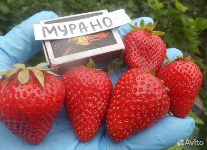 Рассада клубники