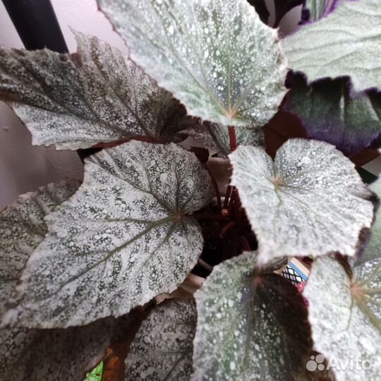 Бегония декоративно лиственная