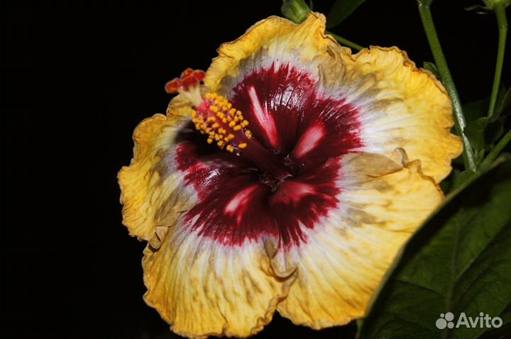 Срезы сортовых гибискусов