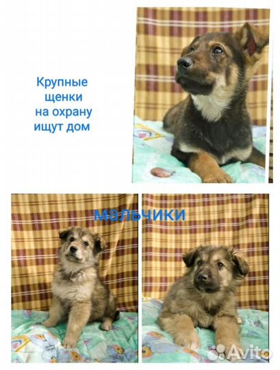 Отдам щенков в добрые руки бесплатно