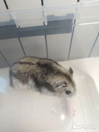 Джунгарский хомяк