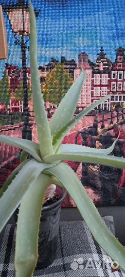 Цветы комнатные