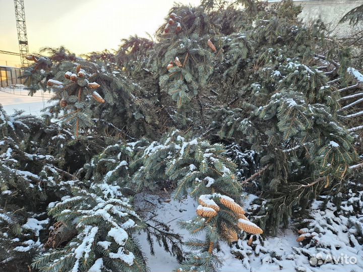 Ель голубая натуральная