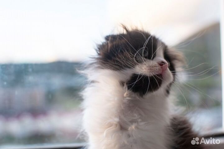 Котята бесплатно