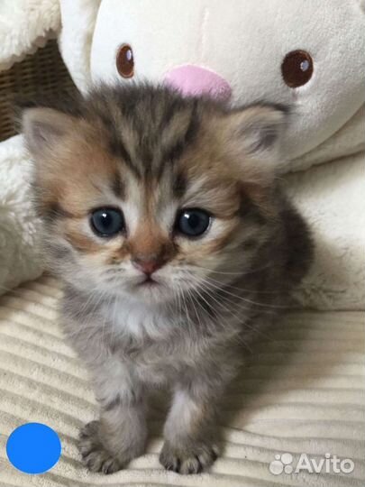 Котята в дар
