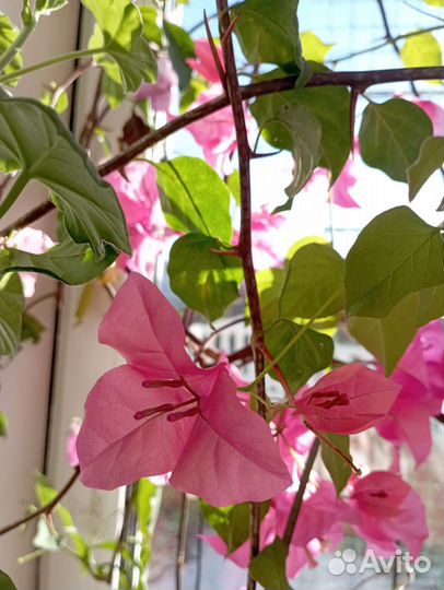 Цветы бугенвилия