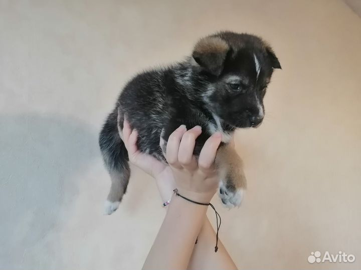 Щенки русско европейской лайки