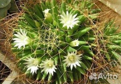 Долихотеле камптотриха (изогнутоколючковая)