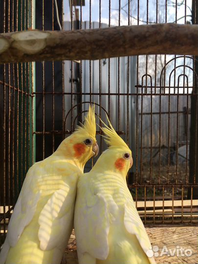 Попугаи кореллы шалевые,монахи